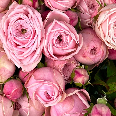 Моно кустовая роза Mansfield Park Pink в упаковке